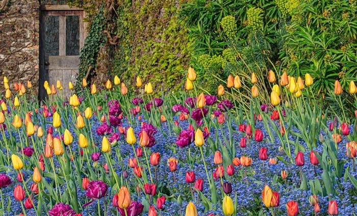 Pool Garden Tulip Display